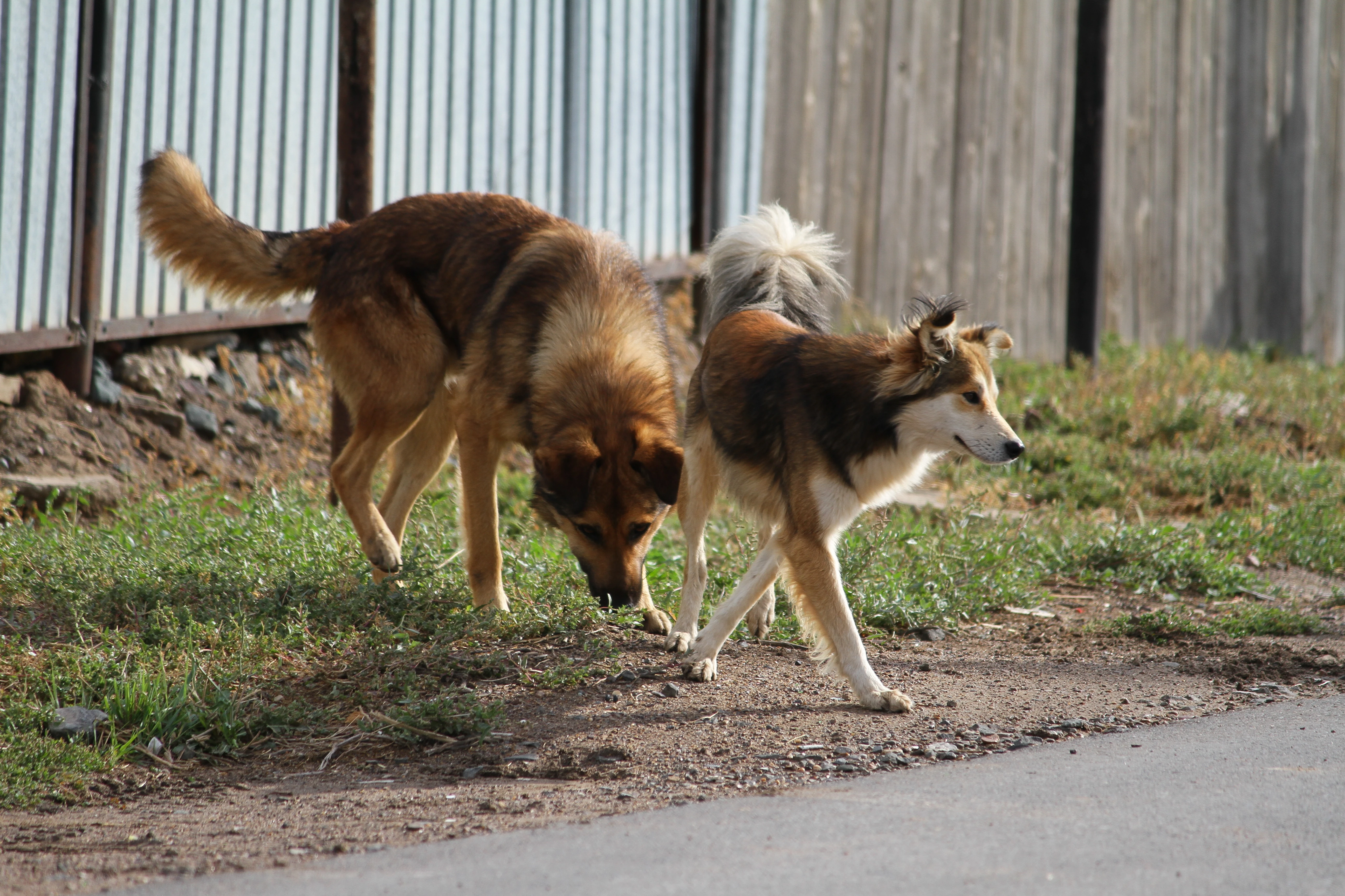Около трёх тысяч бродячих собак усыпили в ЗКО